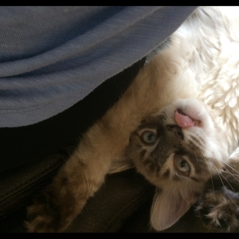 Meet your Posher, Kelly